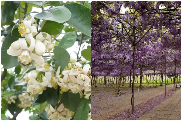 ▲八里柚花盛開。（圖／新北市農業局提供）