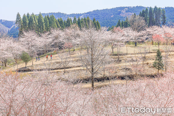 ▲▼九州大分縣賞櫻景點「枝垂櫻之里」，大分賞櫻。（圖／記者蔡玟君攝）