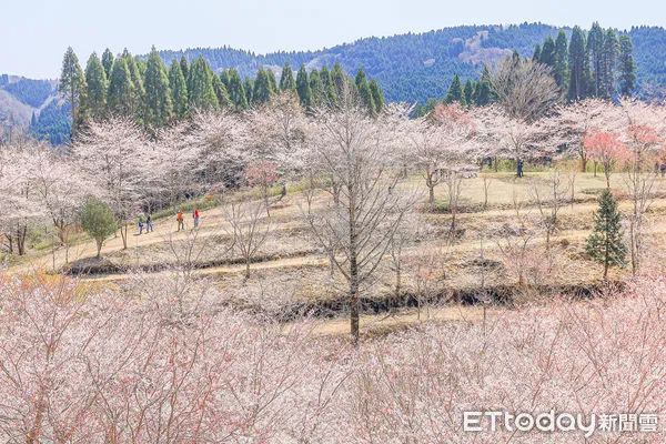 ▲▼九州大分縣賞櫻景點「枝垂櫻之里」，大分賞櫻。（圖／記者蔡玟君攝）
