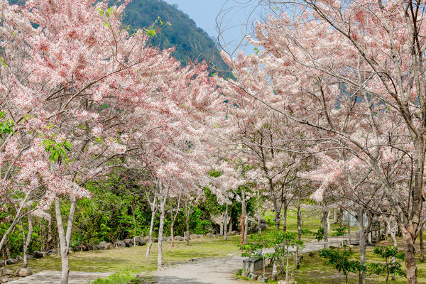 ▲▼高雄那瑪夏賞螢攻略。（圖／高雄市政府提供）