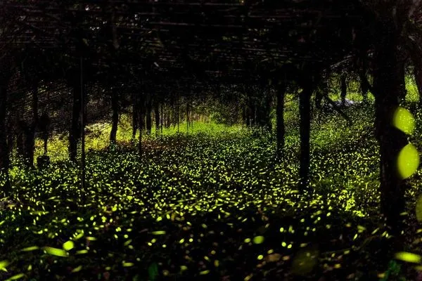 ▲▼高雄那瑪夏賞螢攻略。（圖／高雄市政府提供）