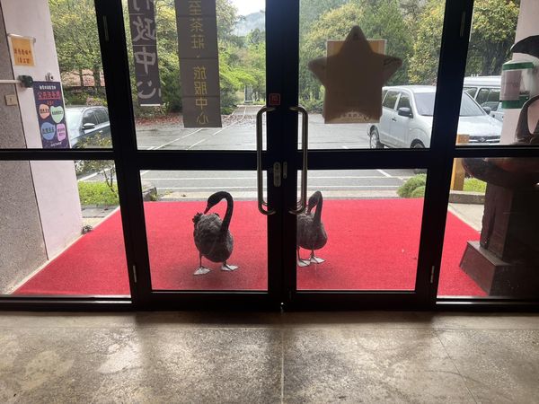 ▲▼       武陵農場黑天鵝跑到行政中心外敲門討早餐      。（圖／翻攝武陵農場臉書）