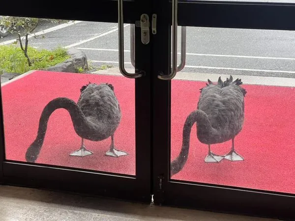 ▲▼       武陵農場黑天鵝跑到行政中心外敲門討早餐      。（圖／翻攝武陵農場臉書）