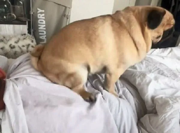 ▲起床啦！巴哥犬「直接坐身上」催爸　舔臉扒手當狗狗鬧鐘。（圖／翻攝自TikTok／@buttersmommy）