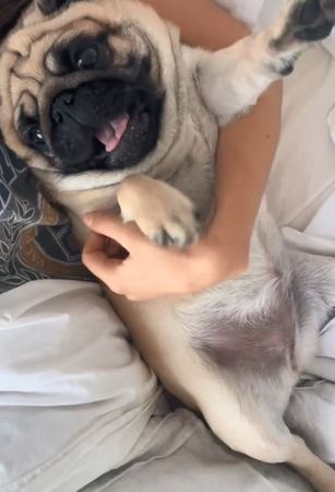 ▲起床啦！巴哥犬「直接坐身上」催爸　舔臉扒手當狗狗鬧鐘。（圖／翻攝自TikTok／@buttersmommy）