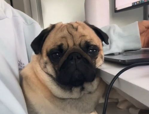 ▲起床啦！巴哥犬「直接坐身上」催爸　舔臉扒手當狗狗鬧鐘。（圖／翻攝自TikTok／@buttersmommy）