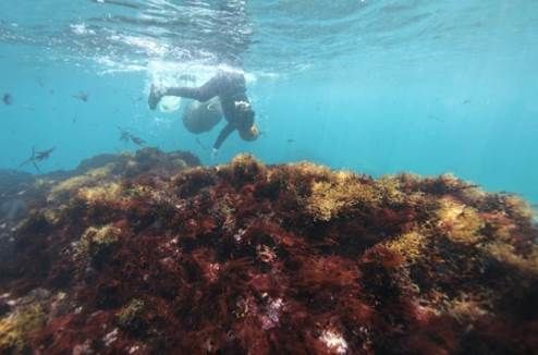 ▲新北推石花菜小旅行。（圖／新北市漁業處表示）