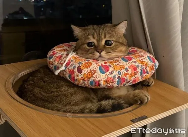 ▲主子戴頭套生無可戀　變「憂鬱小貓」哀怨臉委屈巴巴。（圖／Threads@seven.hu_提供，請勿隨意翻拍，以免侵權。）