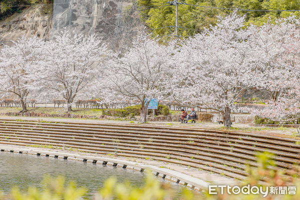 ▲▼九州大分縣三之宮景勝地，九州賞櫻景點，大分賞櫻景點。（圖／記者蔡玟君攝）