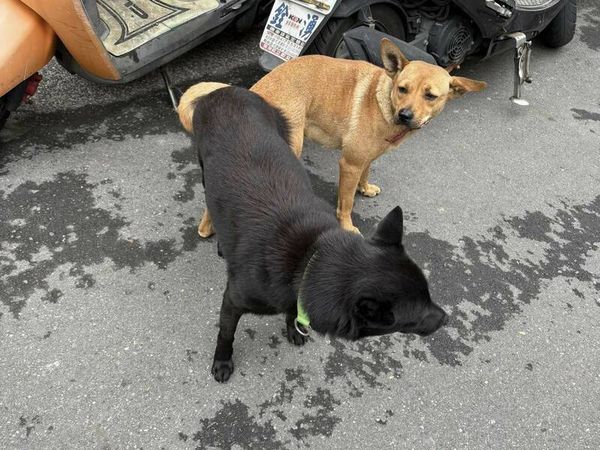 ▲彰化市2狗屁屁相黏。（圖／民眾提供）