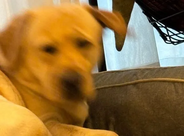 ▲拉不拉多聽見「散步」關鍵字　秒彈起變殘影興奮到模糊。（圖／翻攝自X／@yokozuna_lab）