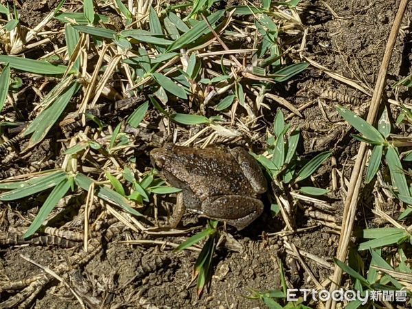 ▲三仙台的特殊地形也造就島上豐富的自然生態。（圖／東管處提供，下同）