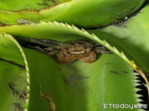 ▲三仙台的特殊地形也造就島上豐富的自然生態。（圖／東管處提供，下同）