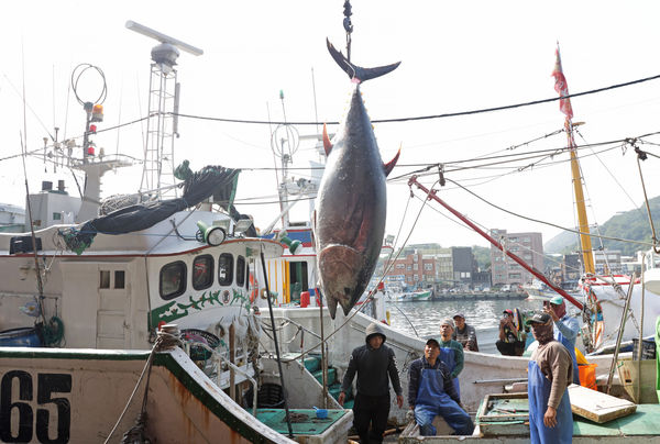 ▲▼2025年蘇澳與全國第一黑鮪魚。（圖／蘇澳區漁會提供，下同）