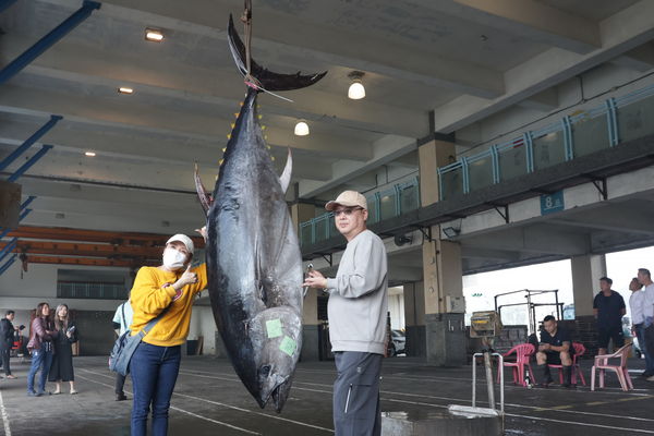 ▲▼2025年蘇澳與全國第一黑鮪魚。（圖／蘇澳區漁會提供，下同）