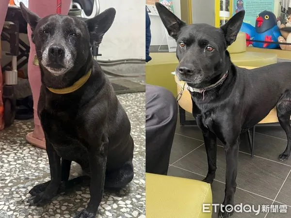 ▲▼             。（圖／台中市動保處提供）