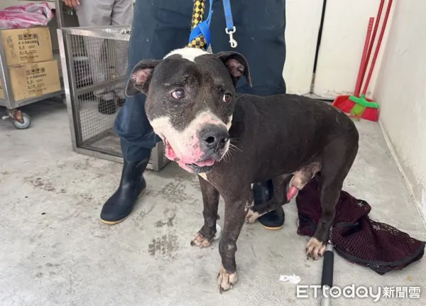 ▲收容所混種汪「撲咬同伴」　受害狗下巴撕裂目前能正常吃喝。（圖／台北市立動保處）