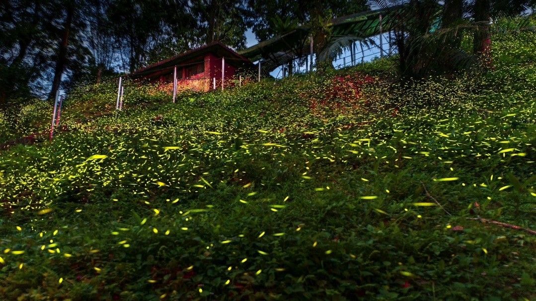 ▲新北農再社區推文化生態小旅行。（圖／新北市農業局提供）