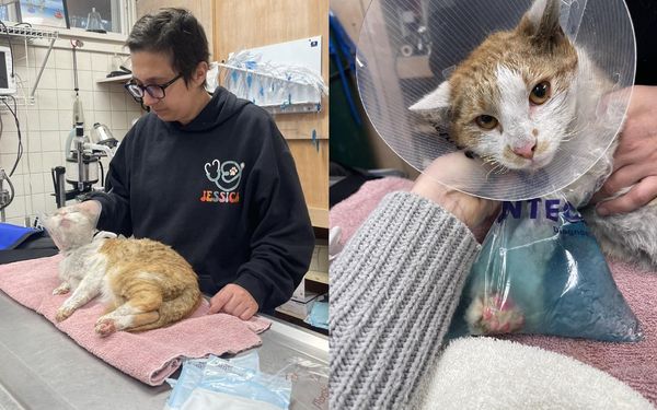 快樂貓庇護所火災。（圖／翻攝自臉書@Happy Cat Sanctuary 、@Strong Island Animal Rescue League）