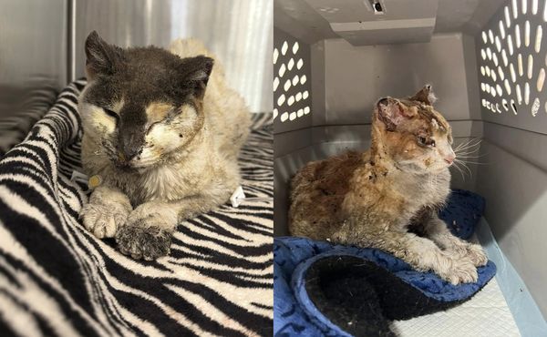 快樂貓庇護所火災。（圖／翻攝自臉書@Happy Cat Sanctuary 、@Strong Island Animal Rescue League）