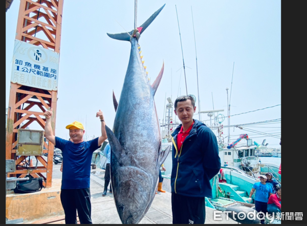 ▲2025屏東第一鮪確認             。（圖／東港區漁會提供）