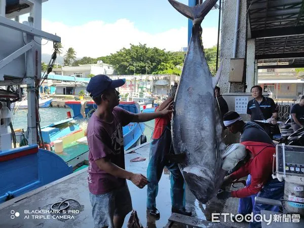 ▲台東縣府祭20萬獎金助攻漁業熱潮。（圖／記者楊漢聲翻攝）