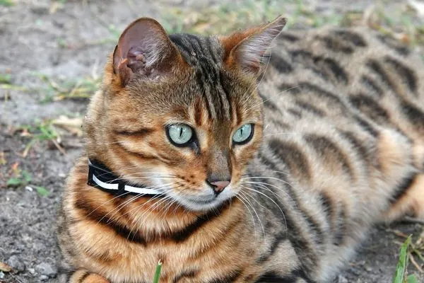 ▲▼孟加拉貓,Bengal cat。（示意圖／達志影像）