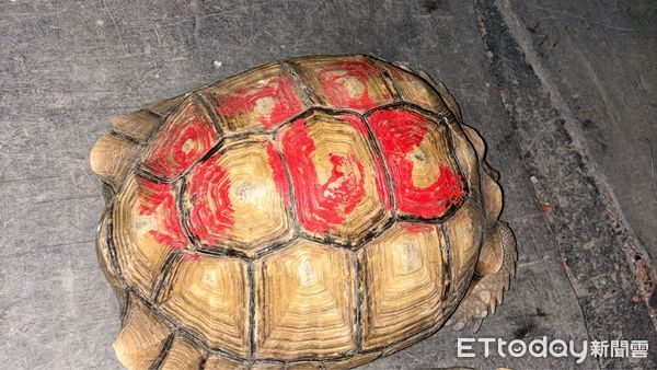 ▲屏東警分局追回象龜         。（圖／記者陳崑福翻攝）