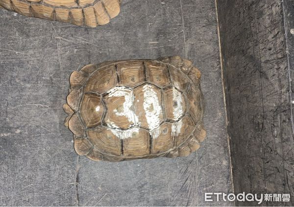 ▲屏東警分局追回象龜         。（圖／記者陳崑福翻攝）