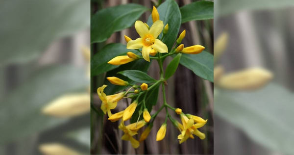 鉤吻（俗稱斷腸草）是一種劇毒的常綠、一年生、纏繞性的藤本植物。（圖／翻攝自香港醫院管理局）