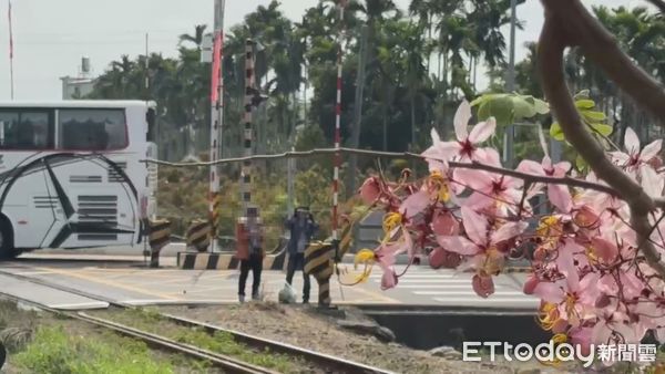 ▲▼有女子進入水門路平交道鐵軌與盛開的花旗木拍照             ，引發眾怒。（圖／民眾提供）