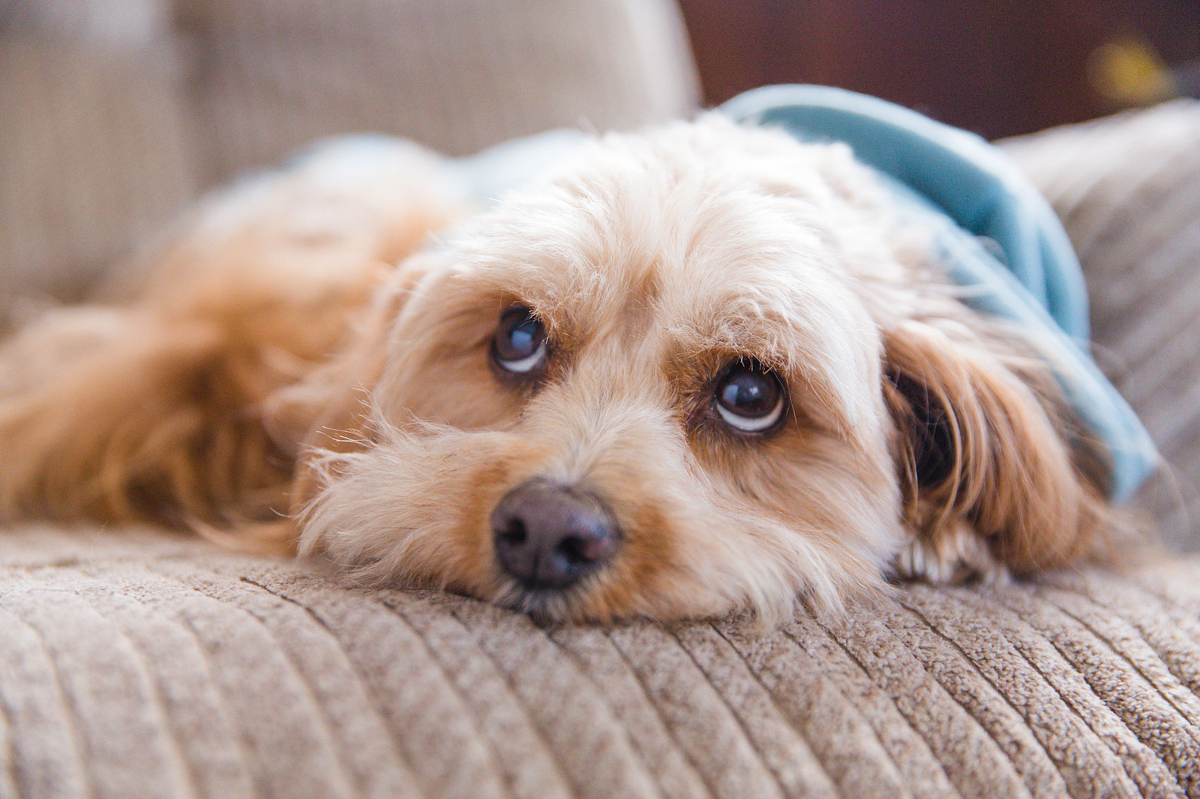 ▲▼小型犬,寵物犬,狗。（圖／CFP）