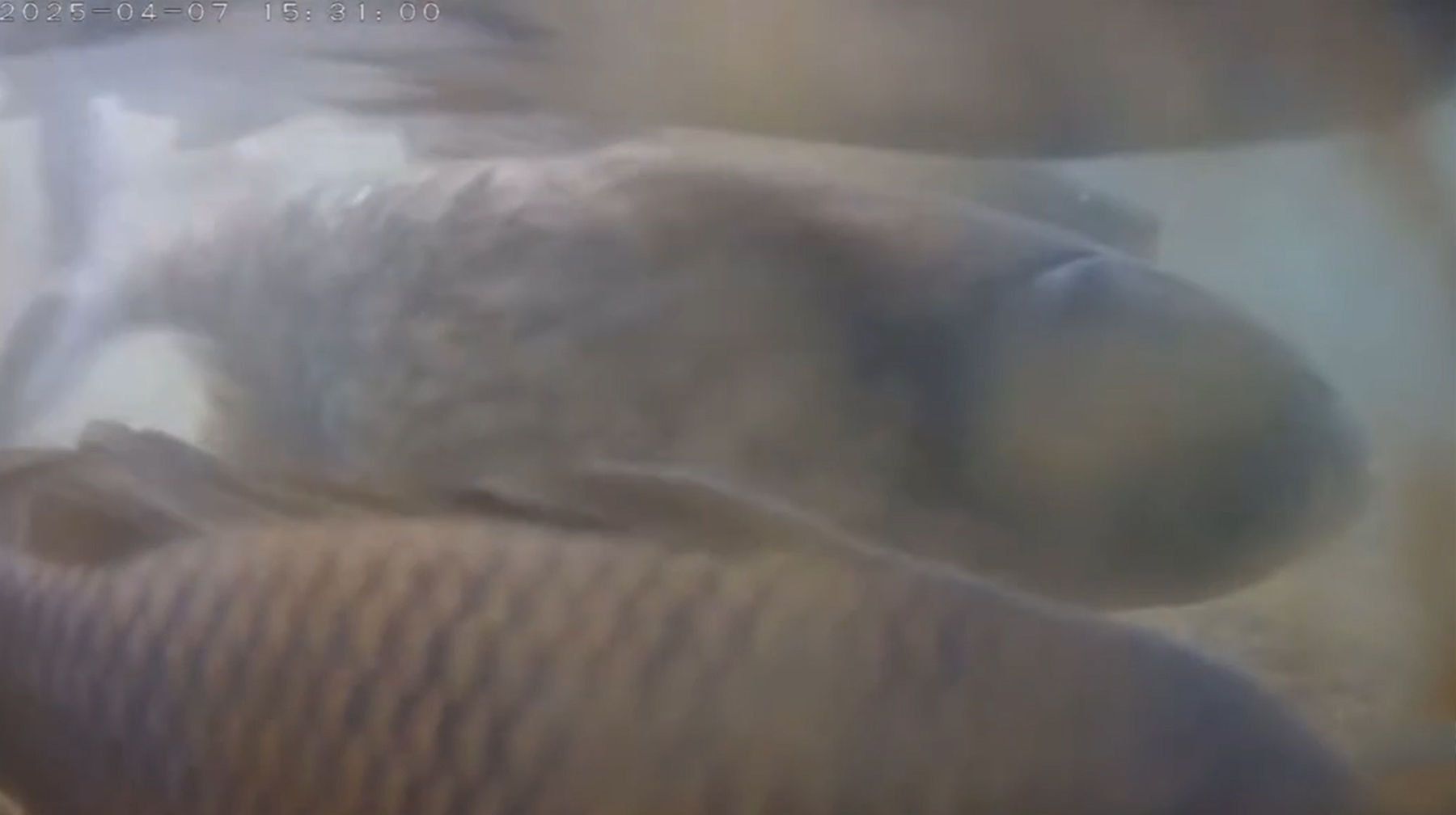 ▲新北水利局生態監測有成。（圖／新北市水利局提供）