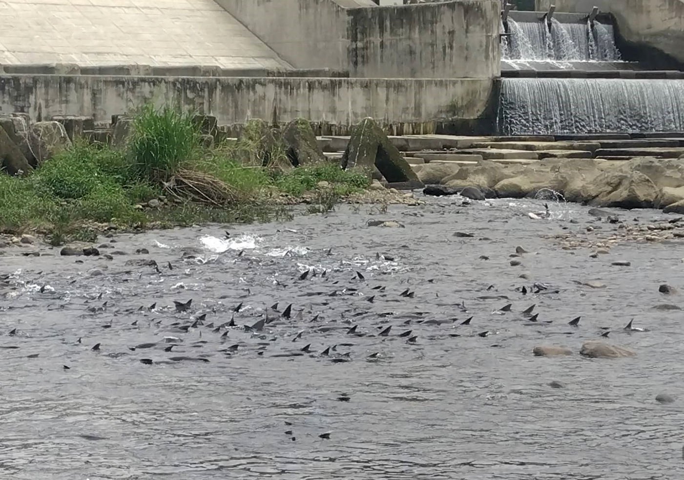 ▲新北水利局生態監測有成。（圖／新北市水利局提供）