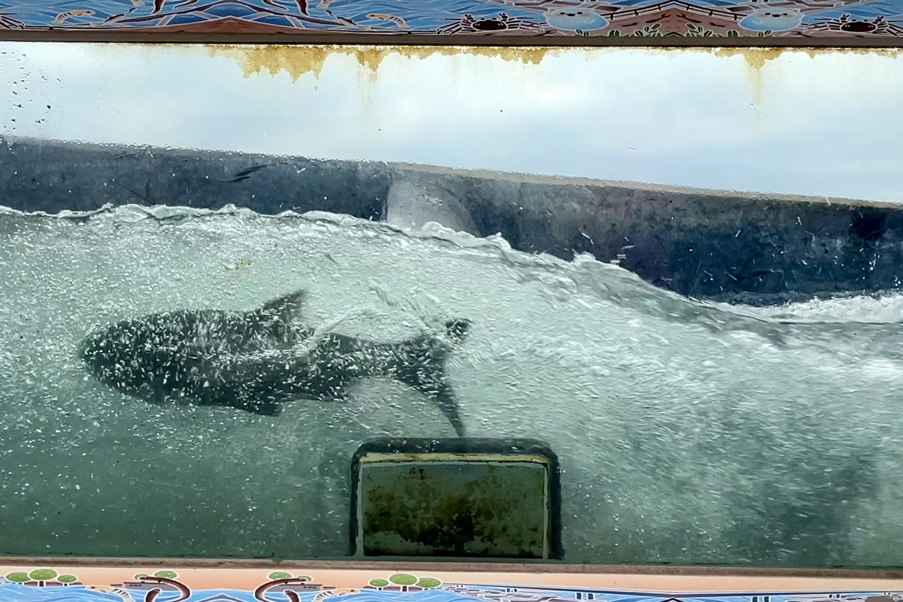 ▲新北水利局生態監測有成。（圖／新北市水利局提供）