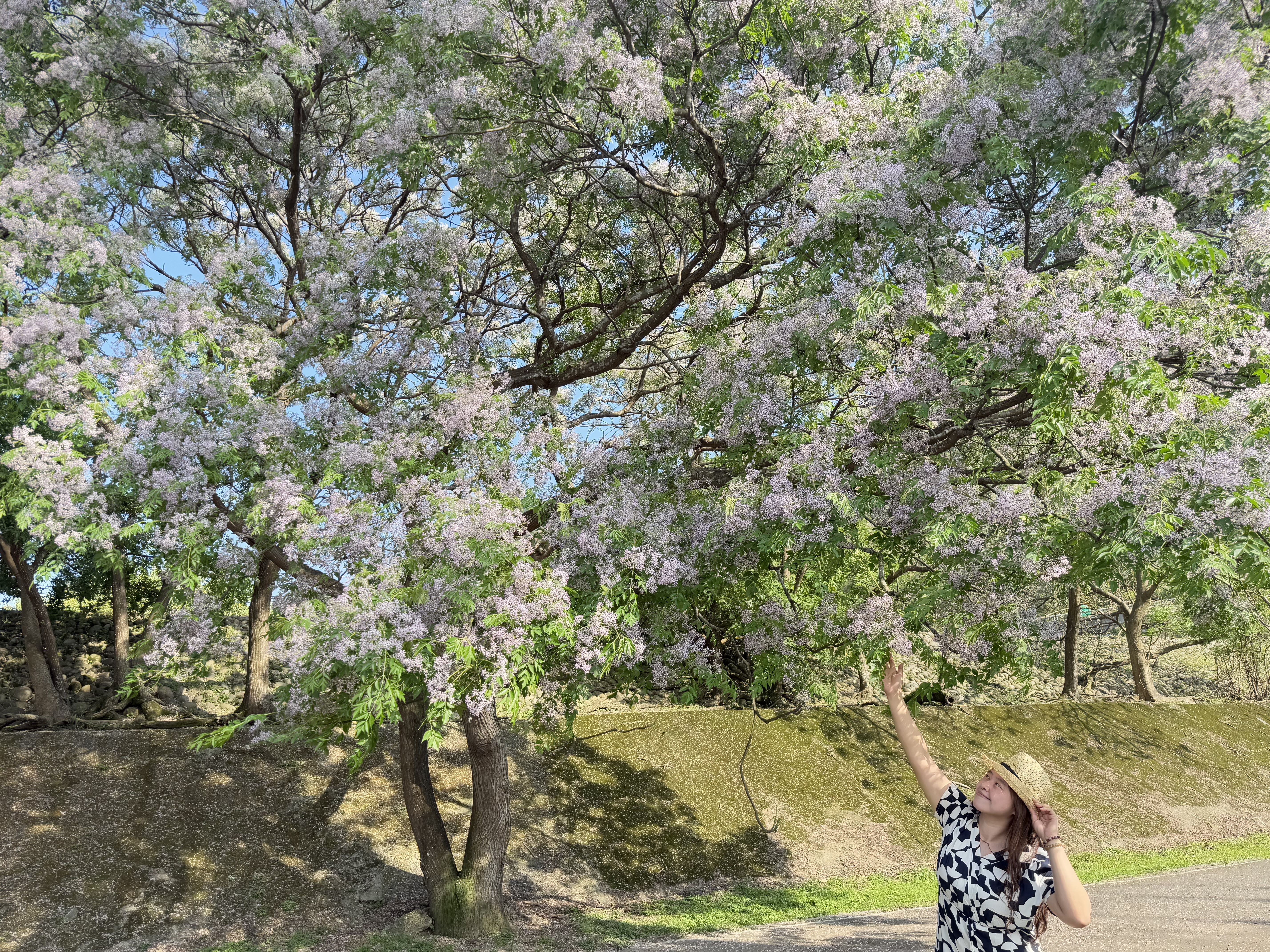 ▲新北河濱苦楝花雨綻放。（圖／新北市高灘處提供）