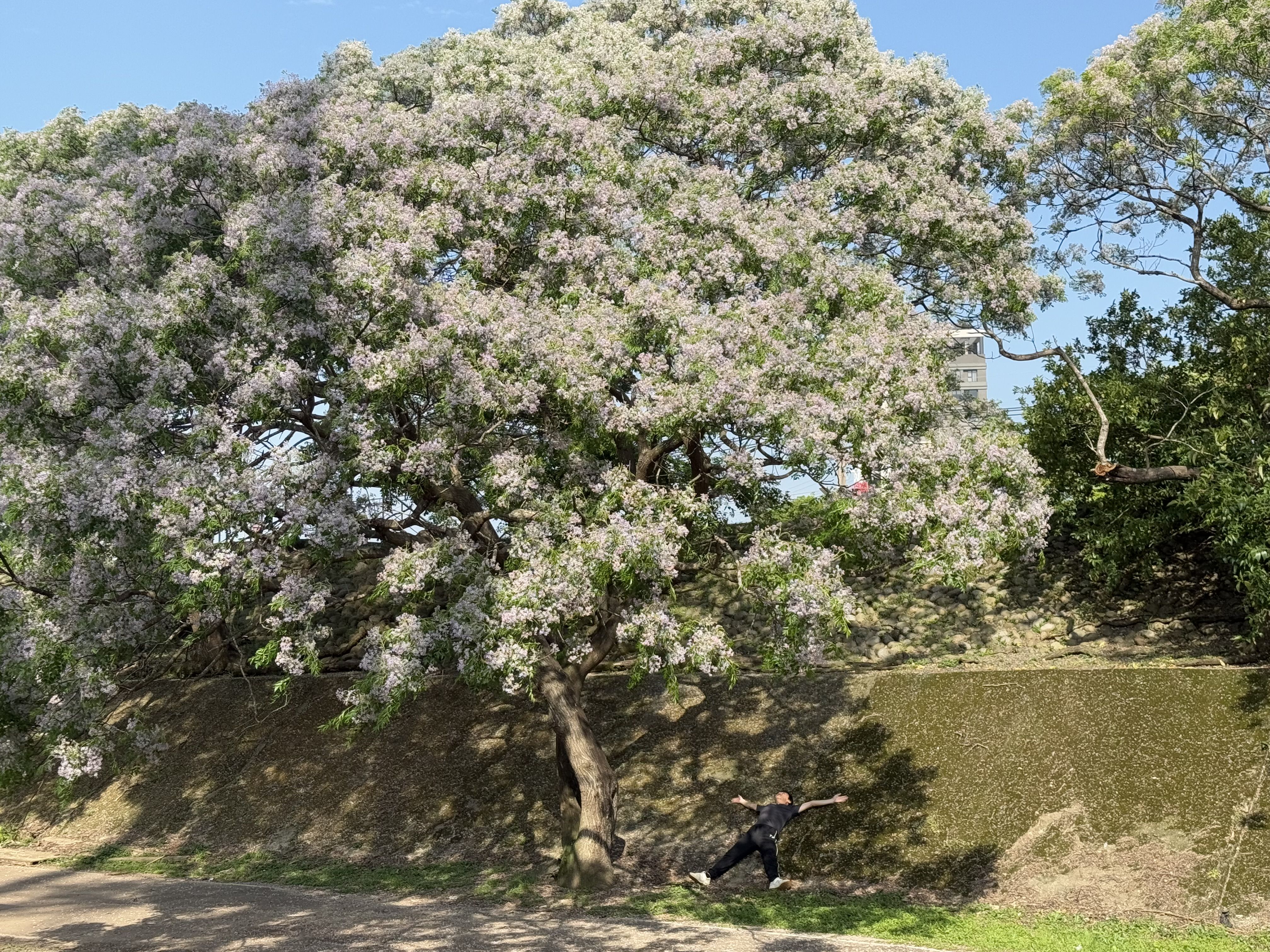 ▲新北河濱苦楝花雨綻放。（圖／新北市高灘處提供）