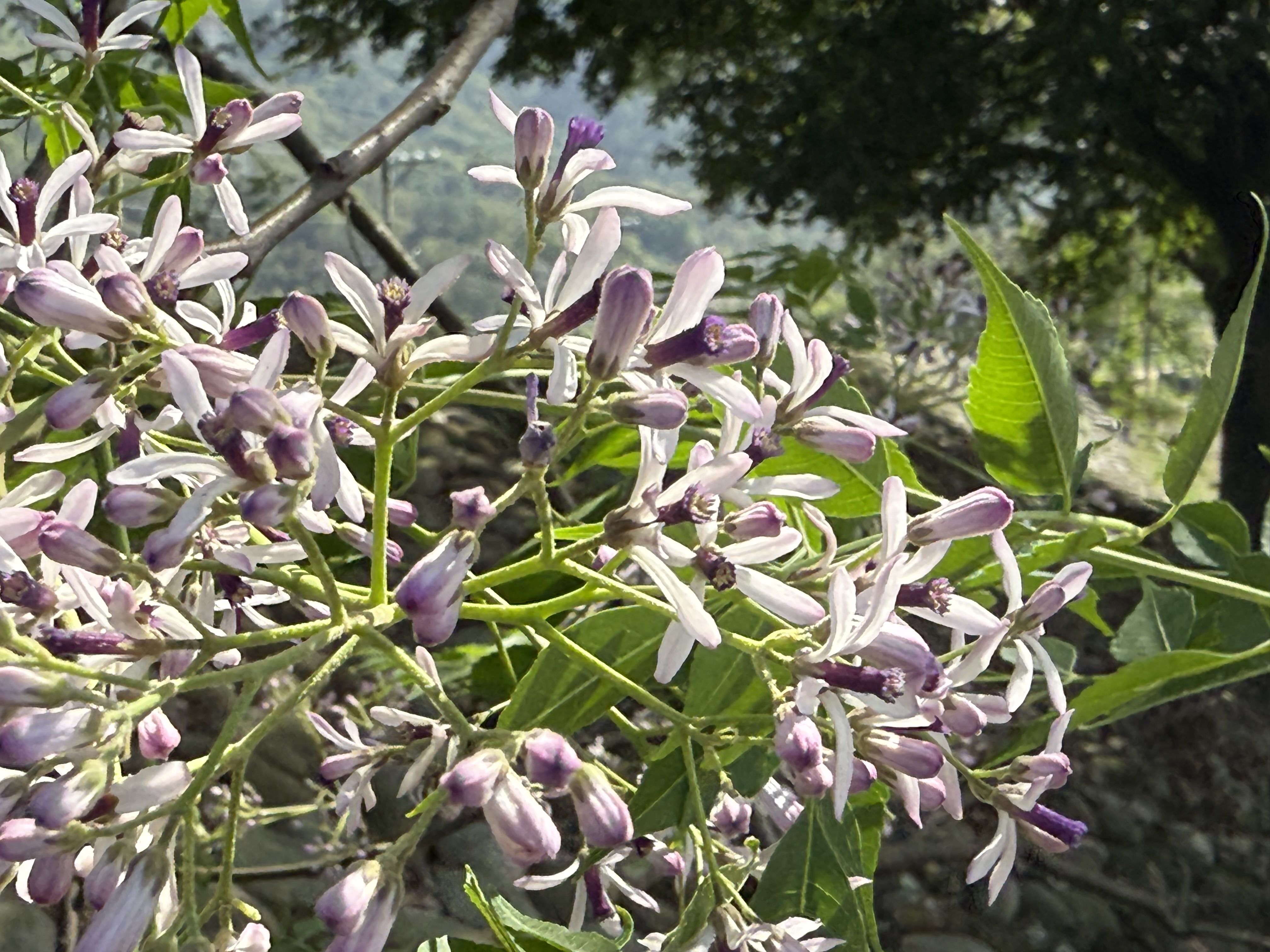 ▲新北河濱苦楝花雨綻放。（圖／新北市高灘處提供）