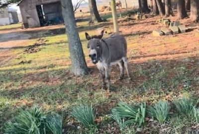 小驢逃家遭飼主抓包　聽見要跟媽告狀「嗚嗚叫」頂嘴抗議