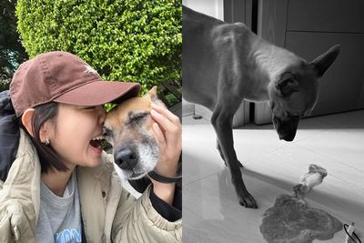 米可白愛犬罹癌「嘔吐頻繁」無法吸收! 無助嘆:現在能做是陪伴