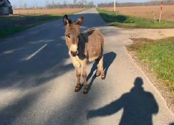 ▲小驢逃家遭飼主抓包　聽見要跟媽告狀「嗚嗚叫」頂嘴抗議。（圖／翻攝自TiKTok／@the_fitness_farrier）