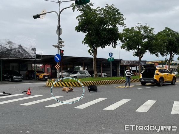 ▲▼黃狗兒（圓圈處）與計程車相撞受傷躺地上，計程車黑色輪胎護板也被撞落。（圖／記者游芳男翻攝，下同）