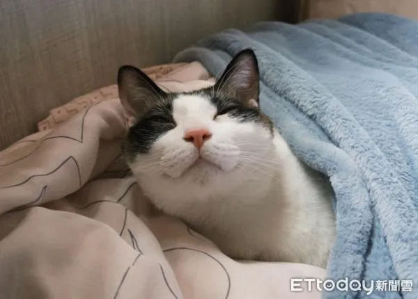 ▲起床！連假「貓咪鬧鐘」準時叫人　吵醒奴才自己回去重睡。（圖／Threads@double__11_11提供，請勿隨意翻拍，以免侵權。）