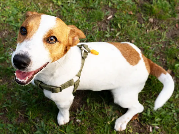 東森寵物提供。