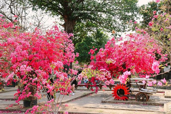 ▲▼高雄橋頭糖廠九重葛花海。（圖／部落客黑皮的旅遊筆記授權提供）
