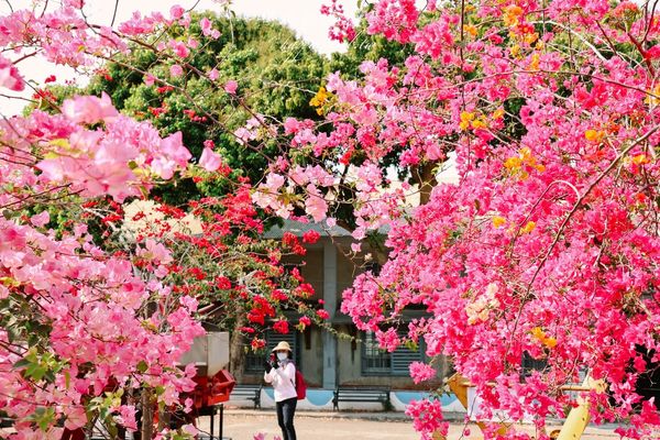 ▲▼高雄橋頭糖廠九重葛花海。（圖／部落客黑皮的旅遊筆記授權提供）