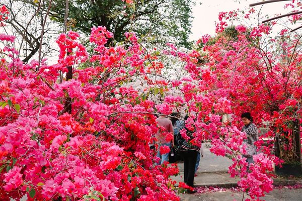 ▲▼高雄橋頭糖廠九重葛花海。（圖／部落客黑皮的旅遊筆記授權提供）