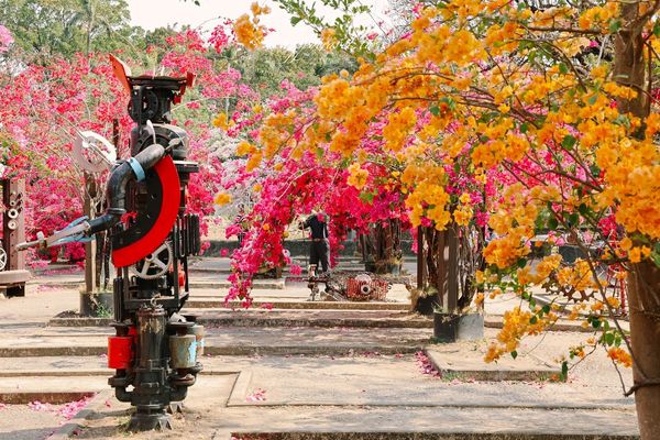 ▲▼高雄橋頭糖廠九重葛花海。（圖／部落客黑皮的旅遊筆記授權提供）
