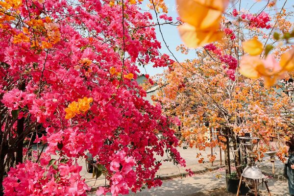 ▲▼高雄橋頭糖廠九重葛花海。（圖／部落客黑皮的旅遊筆記授權提供）