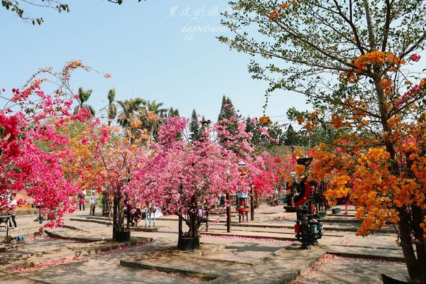 ▲▼高雄橋頭糖廠九重葛花海。（圖／部落客黑皮的旅遊筆記授權提供）